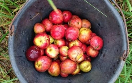 Apple picking - apples in bucket