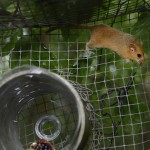 Hazel dormouse exploring "soft release" cage at dusk close to a feeding tube supplied with fresh fruit and seeds, a few hours after its nest box was placed in the cage, Nottinghamshire, UK, June.