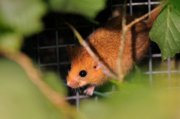 dormouse-reintroductions-peoples-trust-for-endangered-species