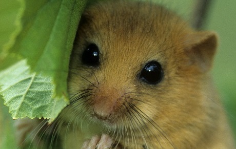 dormouse hazel dormice extinction