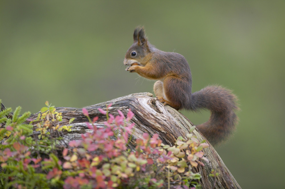 Red squirrel (Sciurus vulgaris) foraging in autumnal boreal forest, Nord-Trondelag, Norway, by Peter Cairns