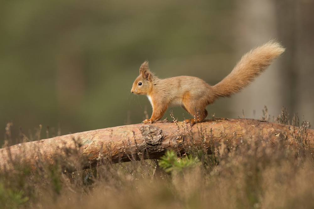 Red squirrel (Sciurus vulgaris) on scots pine bough, Cairngorms National Park, Scotland, by Peter Cairns