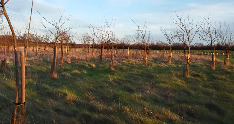 Young traditional orchard