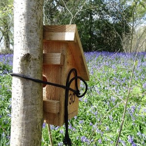 Dormouse box and bluebells at Dunnage by Henry Johnson SQUARE