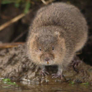 Water vole by Iain Green