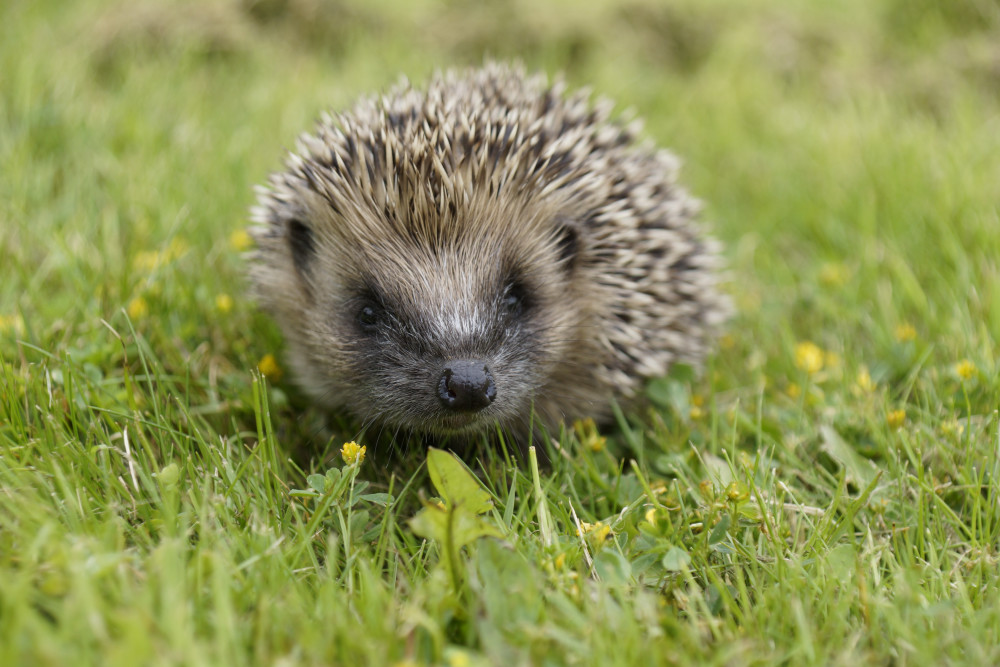 Hedgehog by Dave Cooper