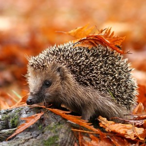 Hedgehog by Miroslav Hlavko/Shutterstock.com