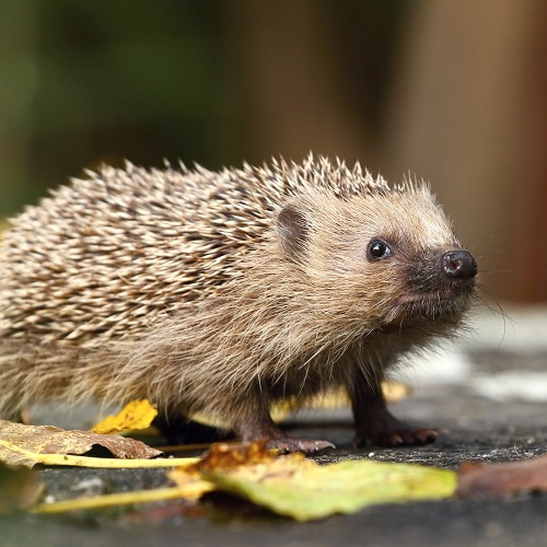 Hedgehog by Miroslav Hlavko/Shutterstock.com