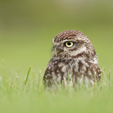 Little owl Sue Berry Shutterstock square