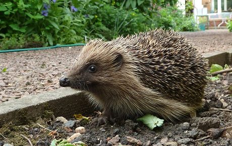 Hedgehog by Phill Robinson, West Midlands