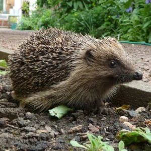 Hedgehog by Phill Robinson, West Midlands