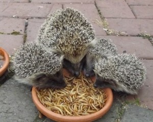 Hedgehogs feeding by Sheila Lodey