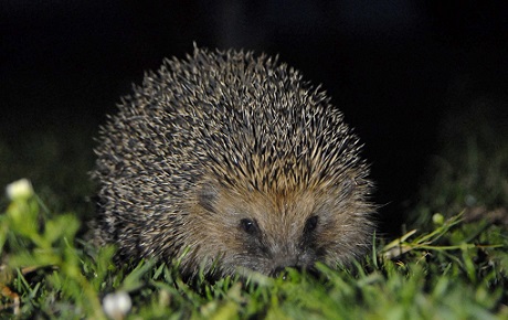 Hedgehog by Richard Yarnell