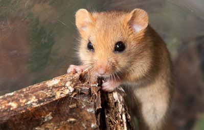 dormouse ecology small