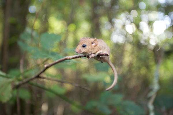 Dormouse Ecology Conservation And Woodland Management Course Inc Handling Oct Peoples Trust For Endangered Species - 