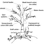 tree diagram cutout reduced