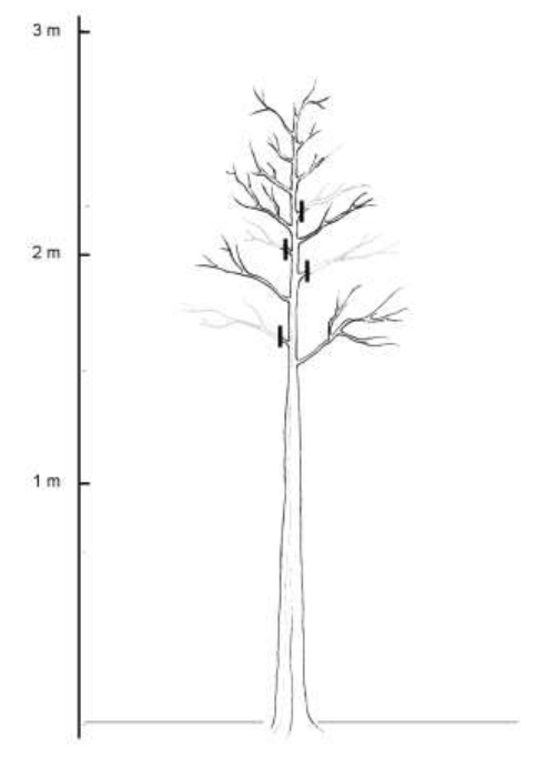 Formative pruning standard tree. First 4 winters_ Paul Lacey Natural England