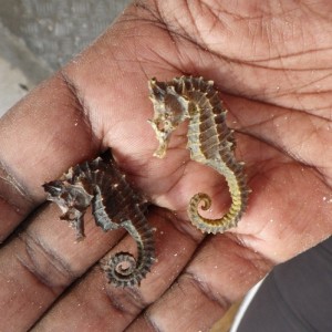 Dead seahorses in hand