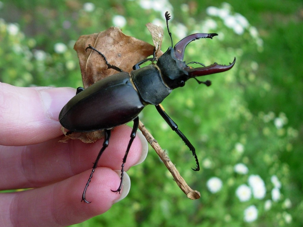 Male stag beetle in hand by Aimi MacInnes