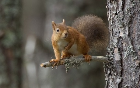 Red squirrel by Peter Cairns