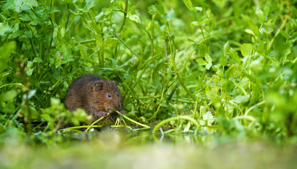 Water vole displacement and habitat destruction Peoples Trust for