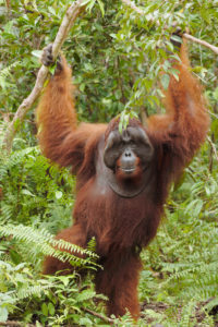 Bangkal, large male in Lamandau Reserve, photo by Wawan