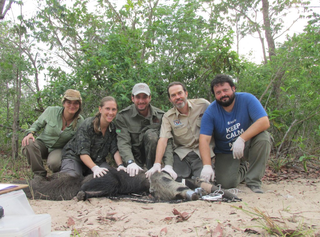 The research team by Giant Anteaters and Highways