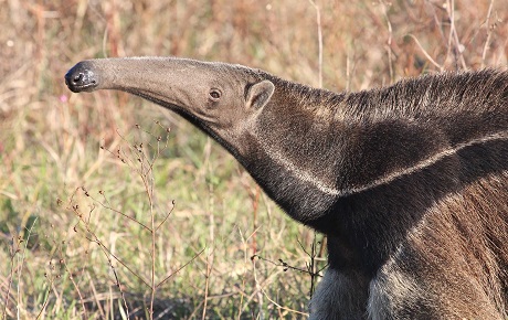 Giant anteater by Jason Woolgar