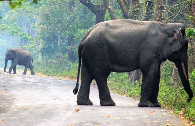 Right of Passage - Asian elephant herd has blocked road by Samya Basu