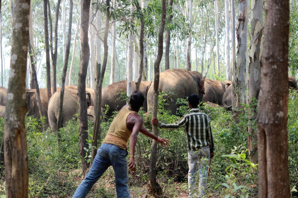 The reliatory attitude of human towards elephant herd by DD Bangla News