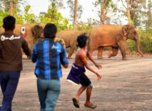 The retaliatory attitude of human towards elephant herd by Forest Department, WB