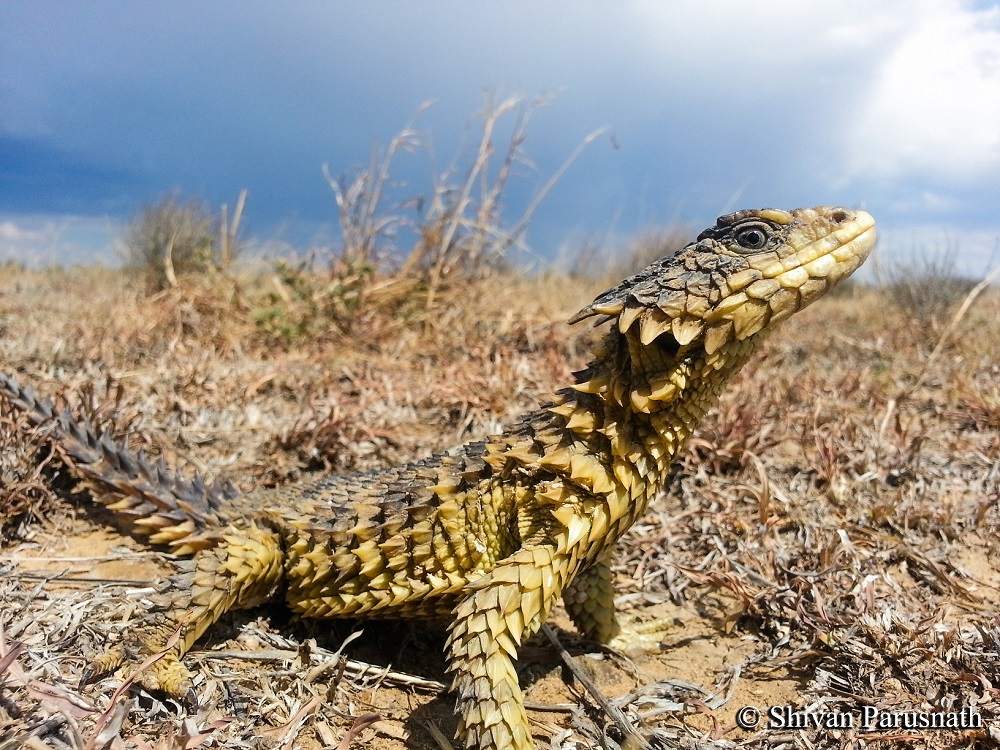 Sungazer lizard by Shivan Parusnath
