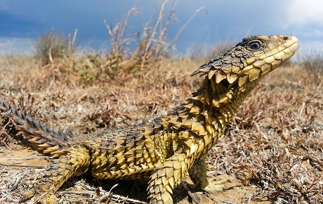 Sungazer lizard by Shivan Parusnath worldwide grant ptes
