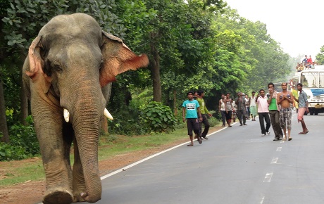 Tusker on highway by DD Bangla News