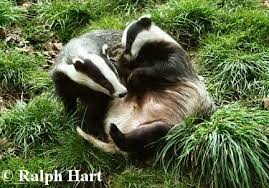Two badgers by Ralph Hart