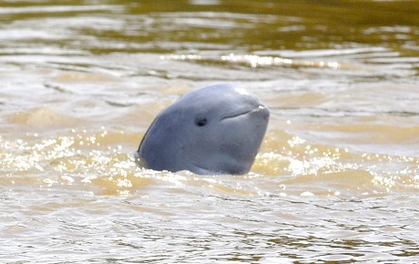 Mahakam river dolphin (Pesut)