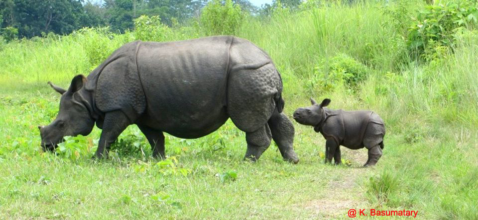 One-horned rhino mother and calf