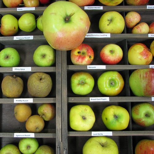 Apple varieties (8)