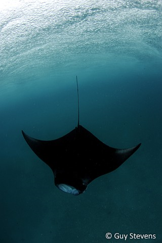 black reef manta ray