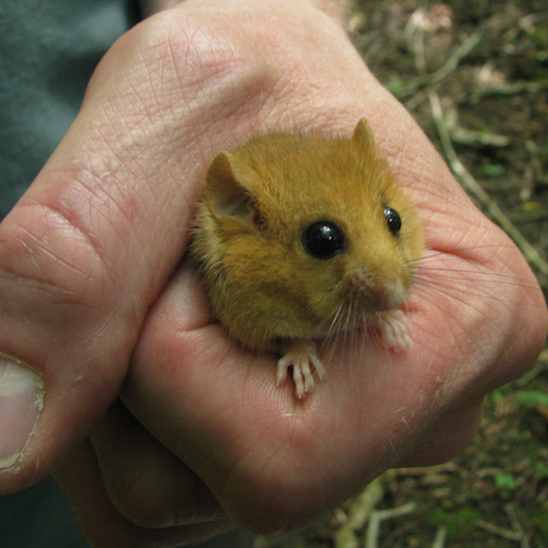 dormouse in hand dormouse in hand