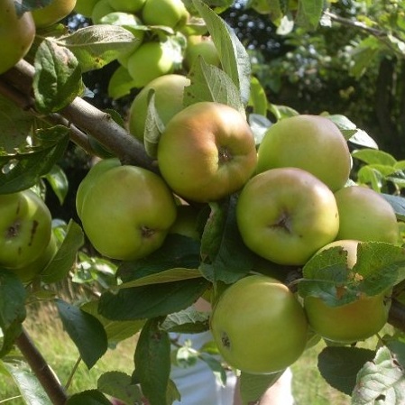 Bramley apples by Megan Gimber Bramley apples by Megan Gimber