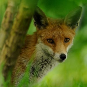 Fox by Ben Andrews