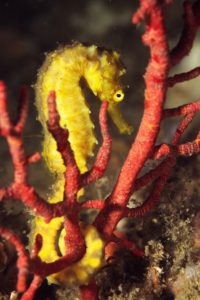Yellow seahorse credit Project Seahorse