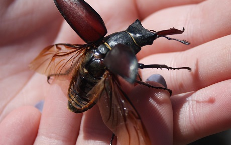 Male stag beetle flying from hand by Keith Mantle