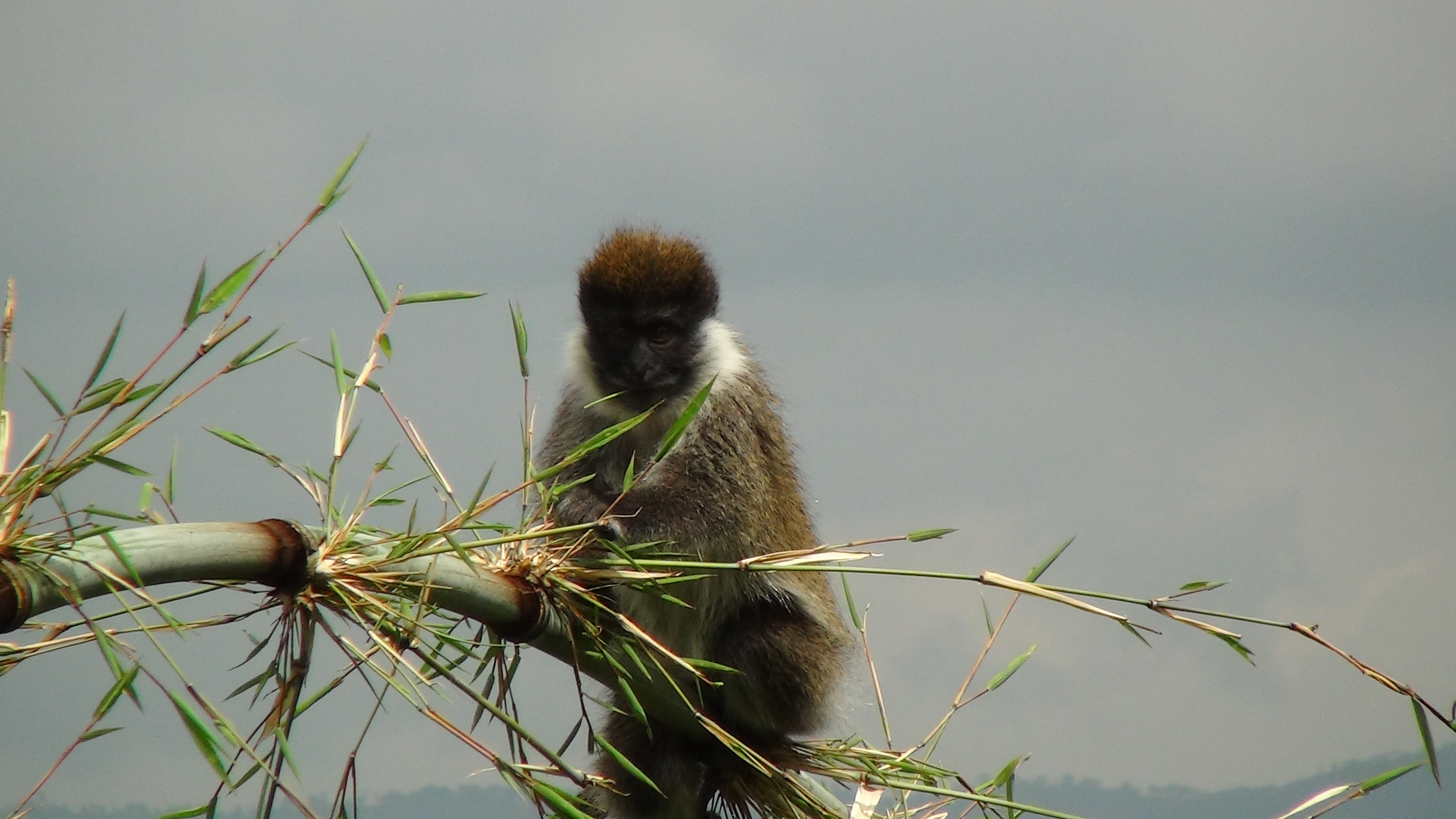 Bale monkey with bamboo