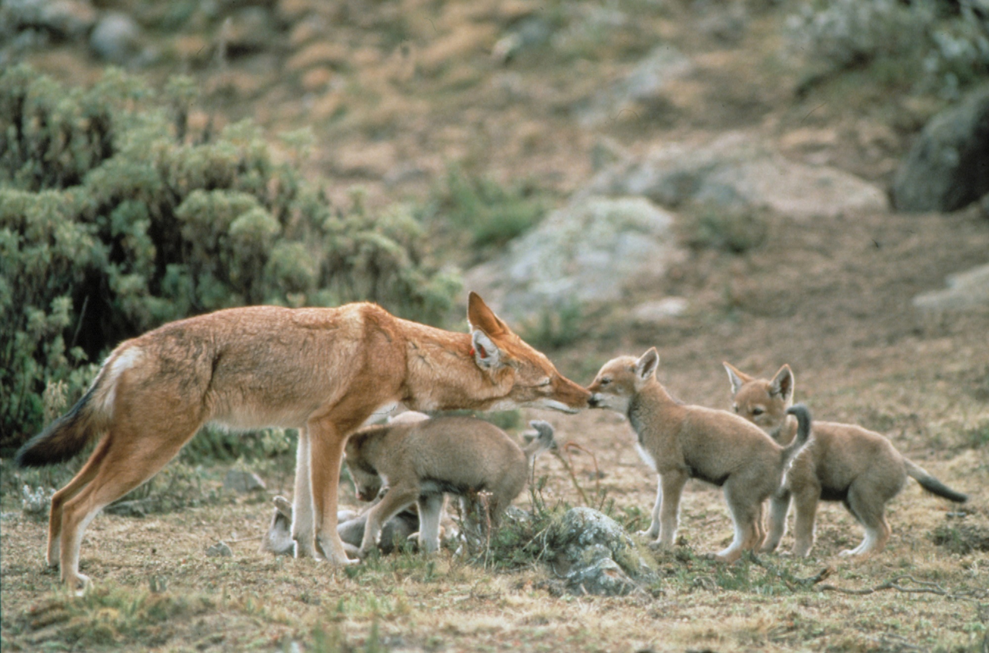 Ethiopian wolves by Claudio Sillero
