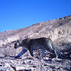 persian leopards