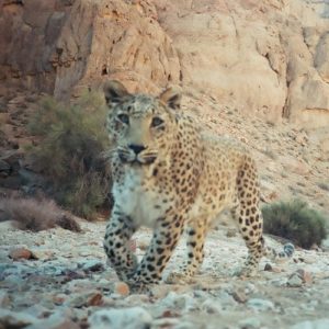 save Persian leopards