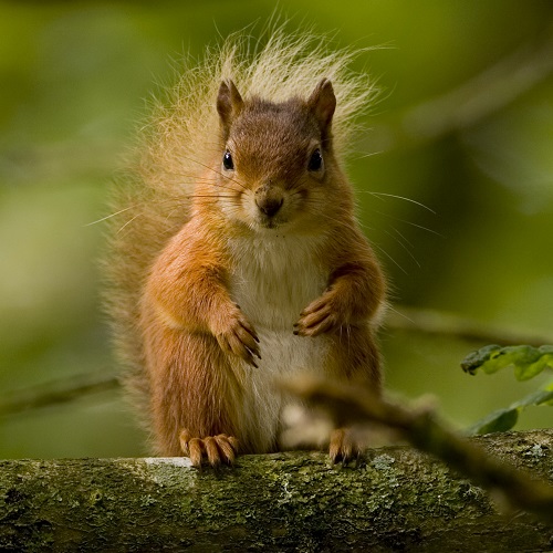 Red Squirrel People's Trust for Endangered Species