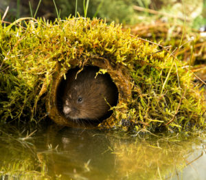 water vole by Helen Hotson Shutterstock.com